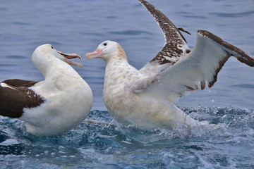 Gibson's Wandering Albatross in New Zealand Waters