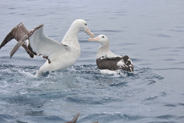 Gibson's Wandering Albatross in New Zealand Waters