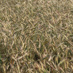 Field of rye