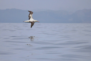 Gibson's Wandering Albatross in New Zealand