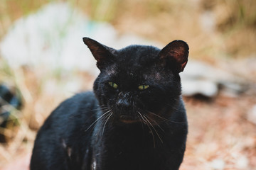 warrior black male stray cat
