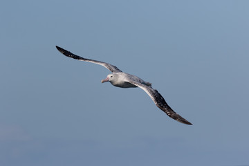 Gibson's Wandering Albatross in New Zealand