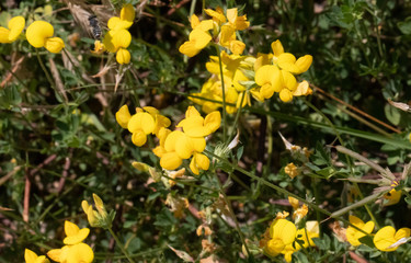 Birdfoot Trefoil