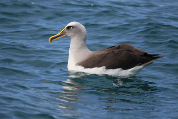 Buller's Mollymawk Albatross in New Zealand
