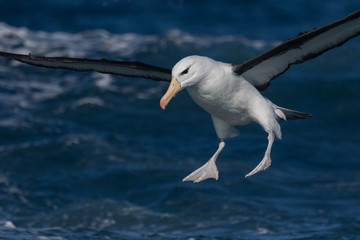 Black Browed Albatross