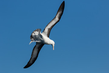 Black Browed Albatross