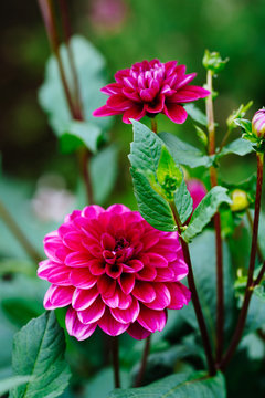 178 Best ピンク 花 庭 美しい 夏 紫 葉 赤 日本 満開 Images Stock Photos Vectors Adobe Stock 178 Best ピンク 花 庭 美しい 夏 紫 葉 赤 日本 満開 Images Stock Photos Vectors Adobe Stock