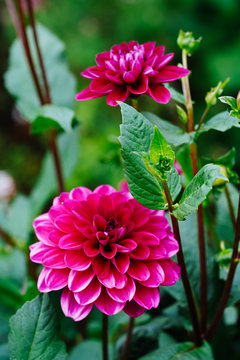 178 Best ピンク 花 庭 美しい 夏 紫 葉 赤 日本 満開 Images Stock Photos Vectors Adobe Stock