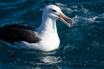 Black Browed Albatross