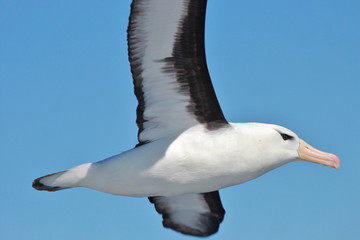 Black Browed Albatross