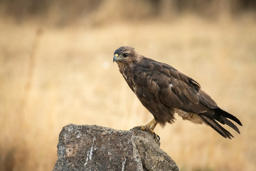 Buteo buteo Common Buzzard raptor