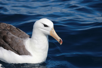 Black Browed Albatross