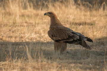 spanish imperial eagle Aquila adalberti