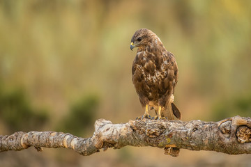 Buteo buteo Common Buzzard raptor