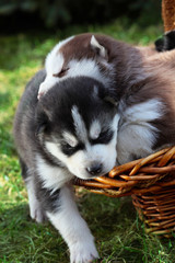 Newborn Siberian husky.Puppy Siberian husky.Siberian husky copper color.it sits on the grass