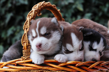 Newborn Siberian husky.Puppy Siberian husky.Siberian husky copper color.it sits on the grass