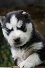 Naklejka na ściany i meble Siberian Husky.Little puppy.Newborn husky.Black.Outdour.Funny portraits of liitle dog.Closeup