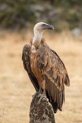 griffon vulture Gyps fulvus raptor