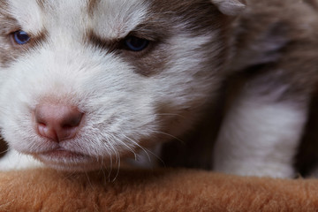 Siberian Husky.Little puppy.Brown.Outdour.Funny portraits of liitle dog.Closeup.