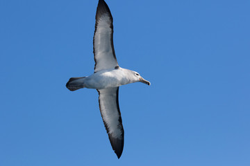 Salvin's Mollymawk Albatross in New Zealand Waters