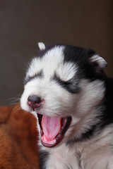 Newborn Siberian husky open mouth wide yawns.Puppy Siberian husky.Siberian husky copper color.Sleep on brown carpet.Funny. © vania_zhukevych