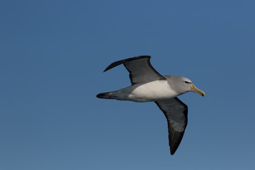 Salvin's Mollymawk Albatross in New Zealand Waters