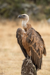 griffon vulture Gyps fulvus raptor