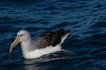 Salvin's Mollymawk Albatross in New Zealand Waters