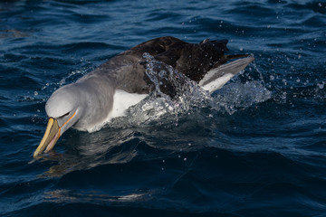 Salvin's Mollymawk Albatross in New Zealand Waters