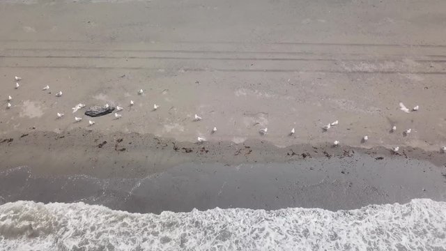 Seagulls resting on the beach when a red 4x4 all terrain vehicle drives by causing some of the birds to fly away