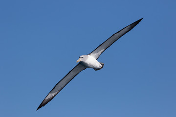 Salvin's Mollymawk Albatross in New Zealand Waters