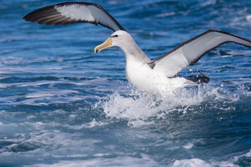 Salvin's Mollymawk Albatross in New Zealand Waters