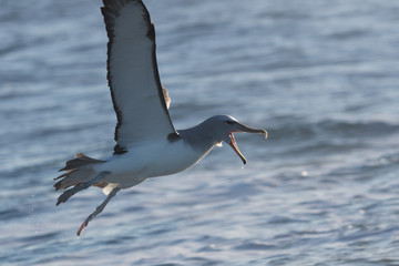 Fototapeta na wymiar Salvin's Mollymawk Albatross in New Zealand Waters