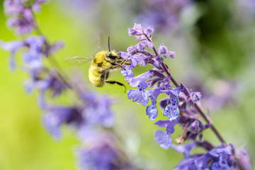 Bee and salvia
