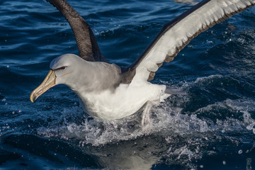 Obraz premium Salvin's Mollymawk Albatross in New Zealand Waters