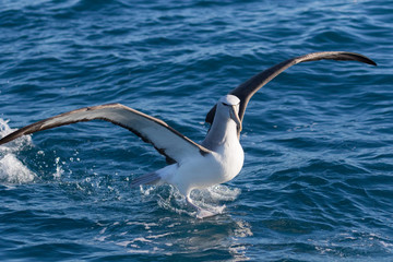 Salvin's Mollymawk Albatross in New Zealand Waters