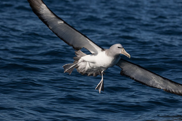 Salvin's Mollymawk Albatross in New Zealand Waters