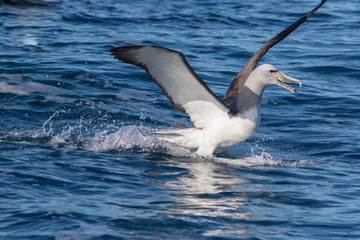 Salvin's Mollymawk Albatross in New Zealand Waters