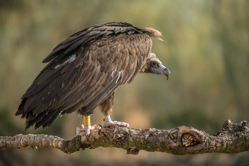 Black vulture Aegypius monachus