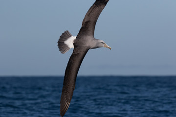 Salvin's Mollymawk Albatross in New Zealand Waters