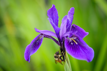 Douglas iris