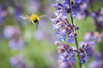 Bee and salvia