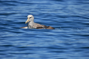 Salvin's Mollymawk Albatross in New Zealand Waters