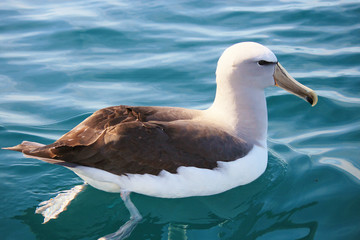 Salvin's Mollymawk Albatross in New Zealand Waters