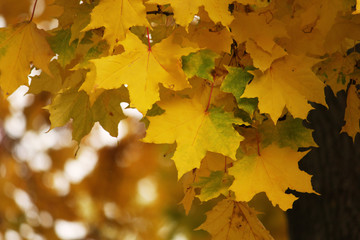 Autumn background. Yellow maple leaves on th branches. Copy space. Place for text and design.