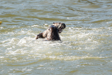 Fototapeta premium River otter
