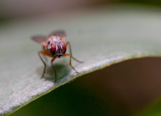 The Fly