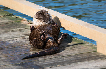 River otter