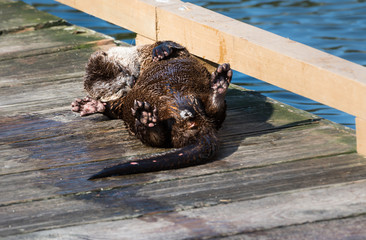 River otter