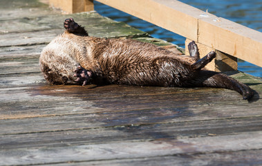 River otter
